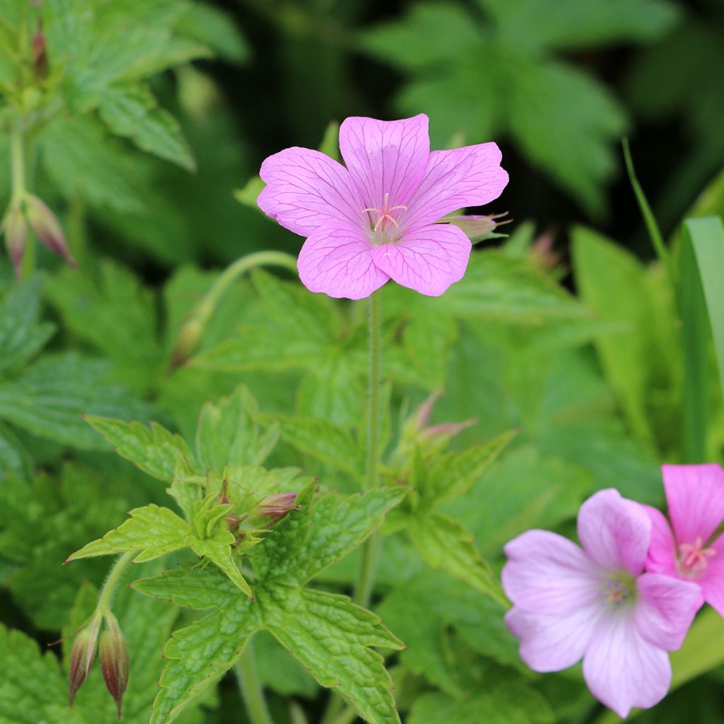 Geranio endressii Wargrave Pink - Geranio vivaz