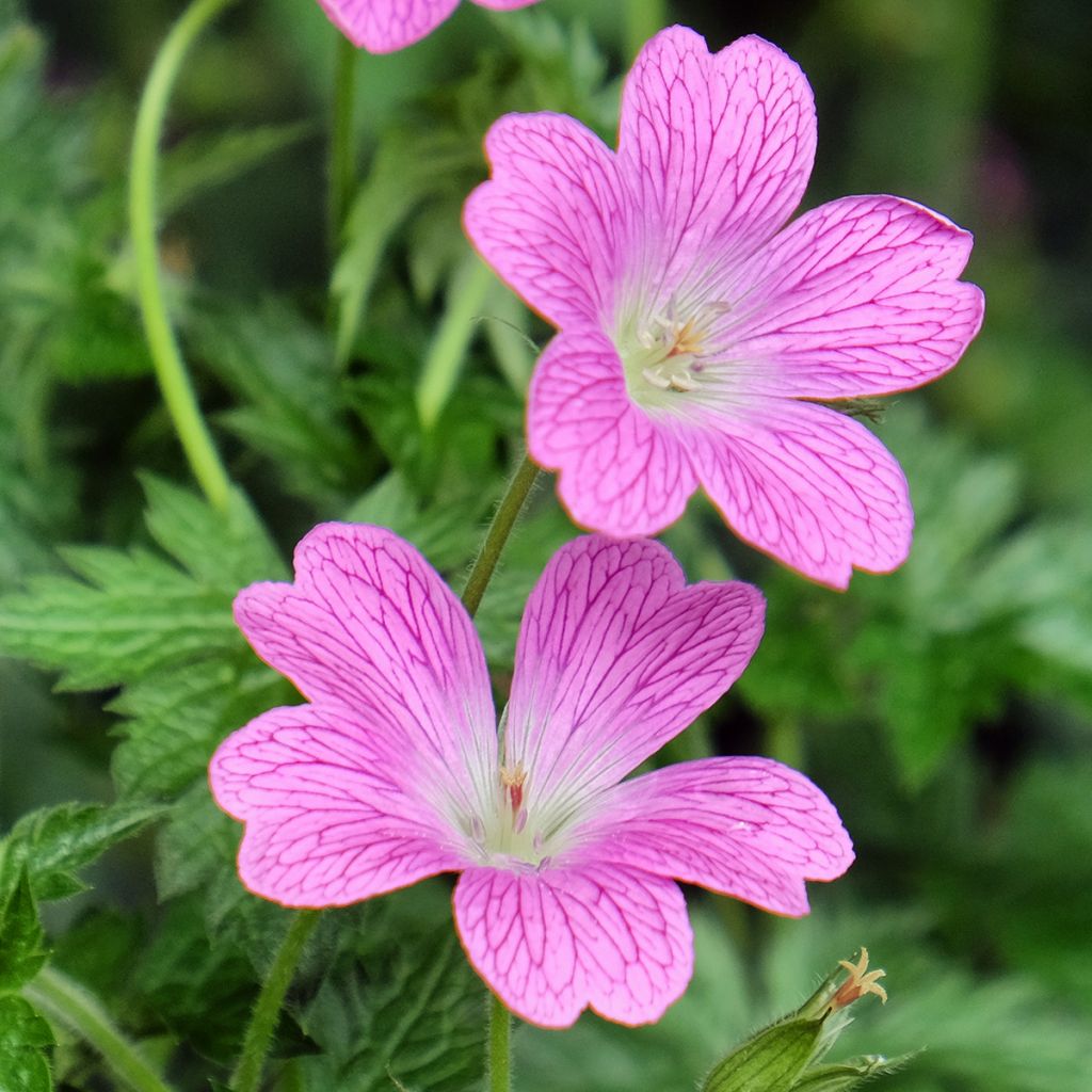 Geranio endressii Wargrave Pink - Geranio vivaz