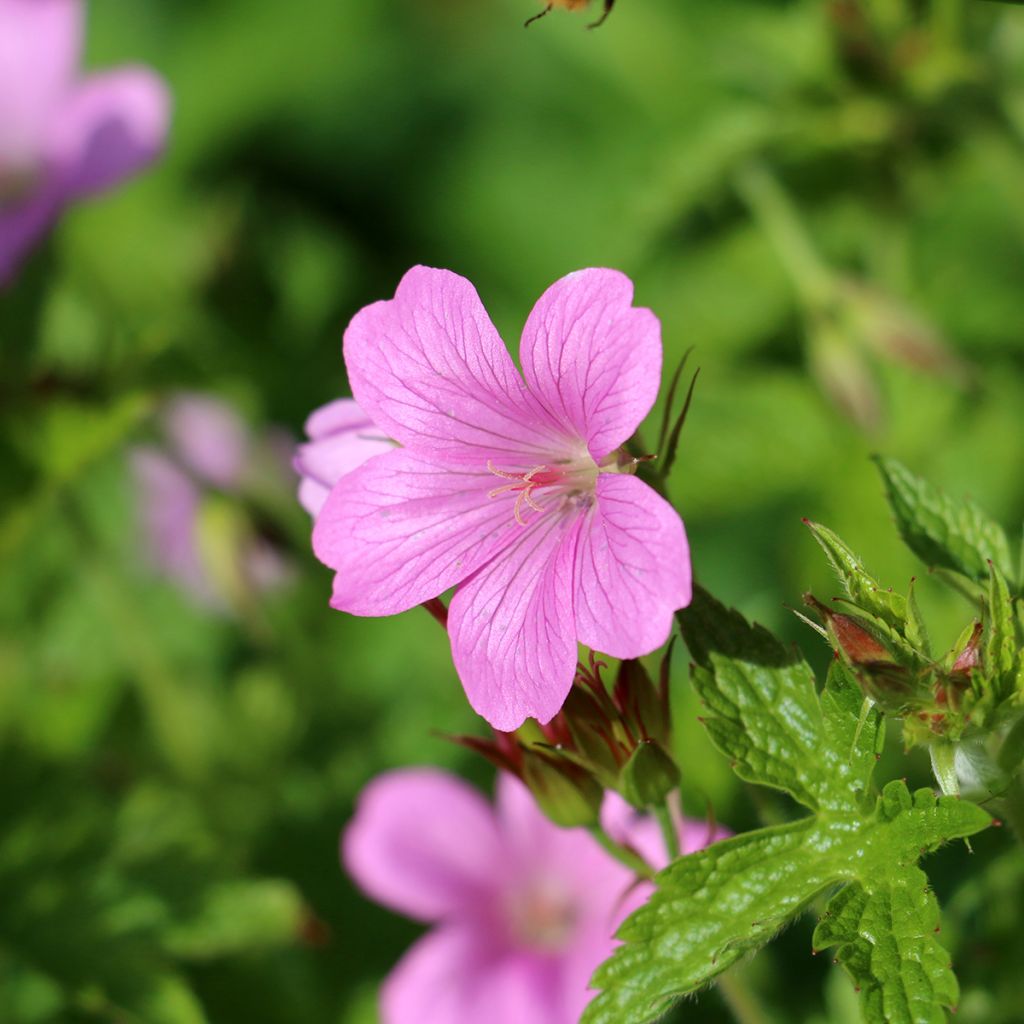 Geranio endressii Wargrave Pink - Geranio vivaz