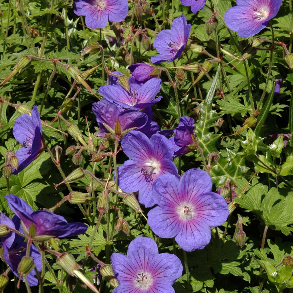 Geranio del Himalaya Azul - Geranium Gravetye