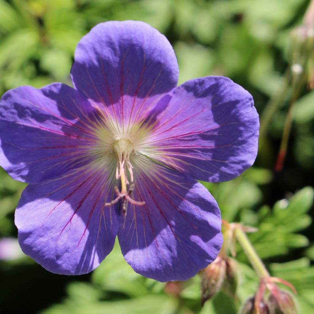 Geranio del Himalaya Azul - Geranium Gravetye