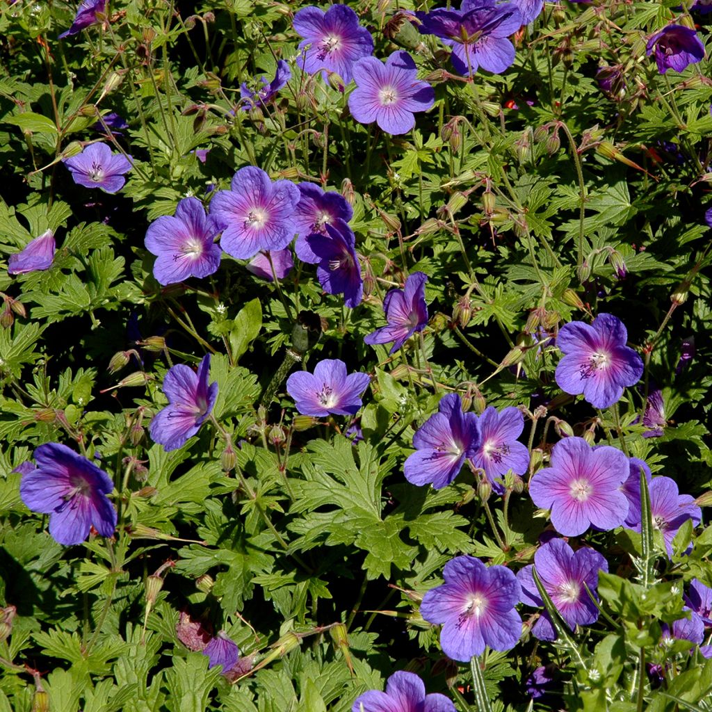 Geranio del Himalaya Azul - Geranium Gravetye