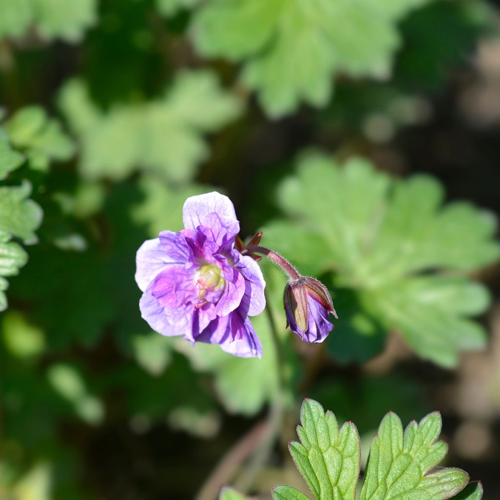 Geranio del Himalaya Pleno - Geranium himalayense Plenum