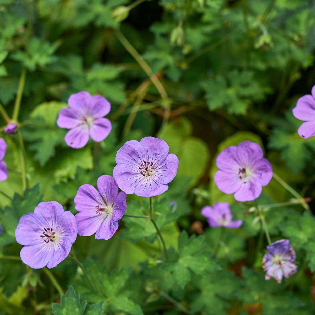 Geranio del Himalaya Azul - Geranium himalayense