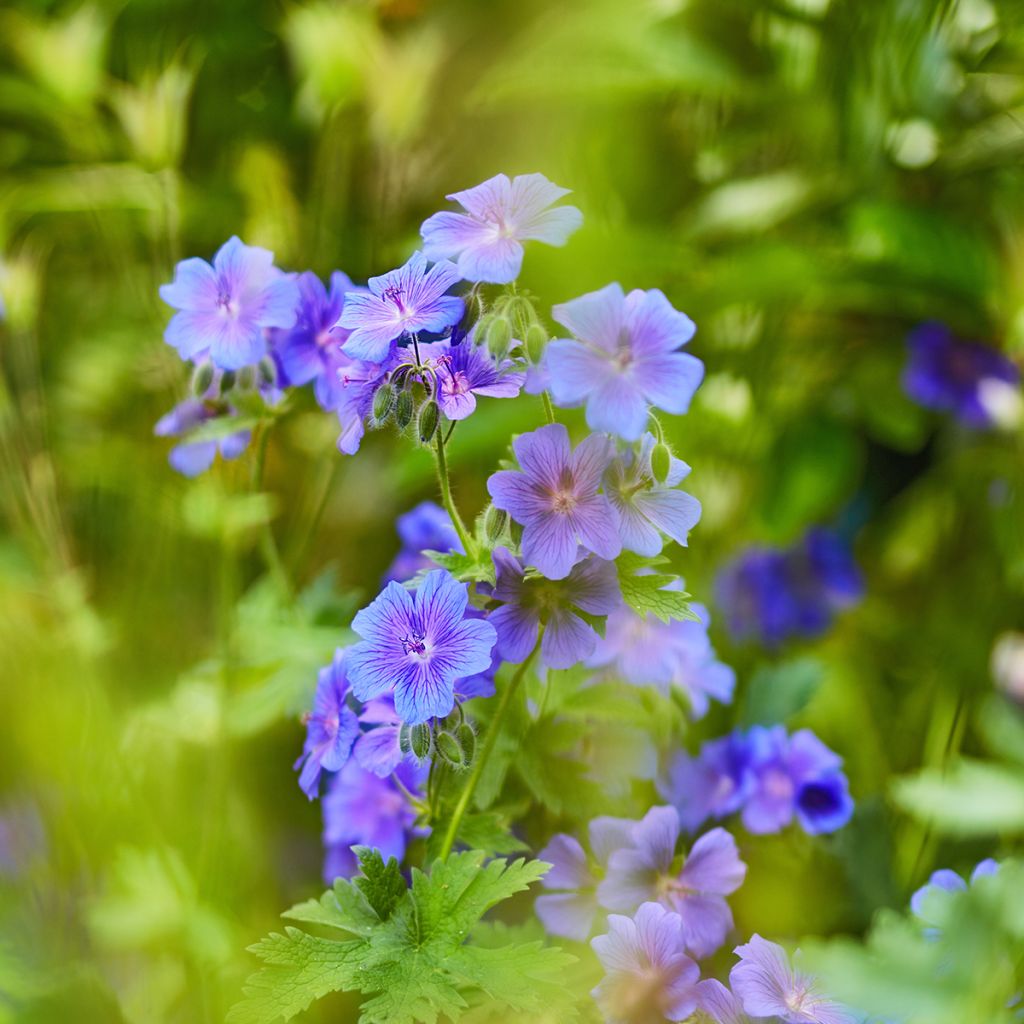 Geranium ibericum - Geranio vivaz