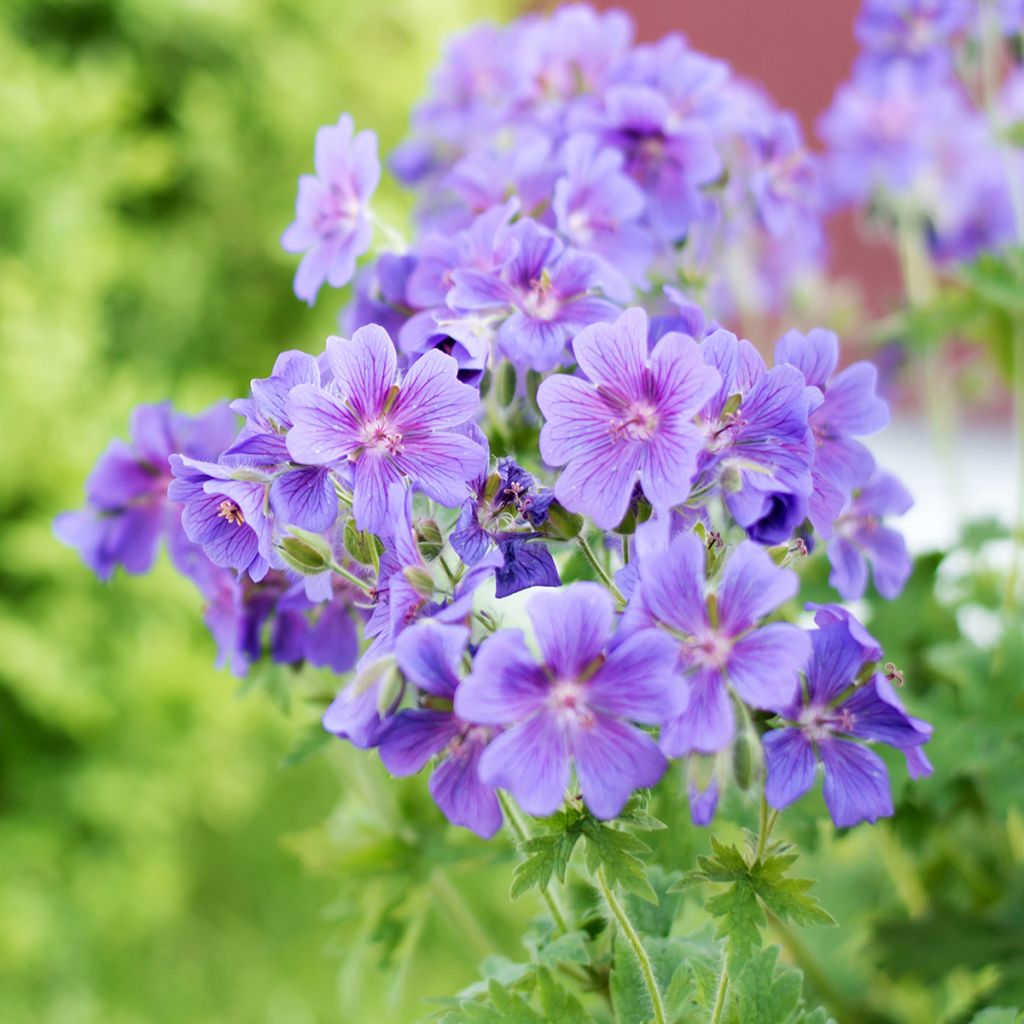 Geranium ibericum - Geranio vivaz