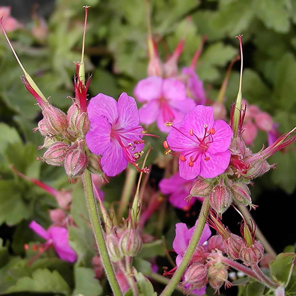 Geranio macrorrhizum Ingwersen's Variety - Geranio bulgaro