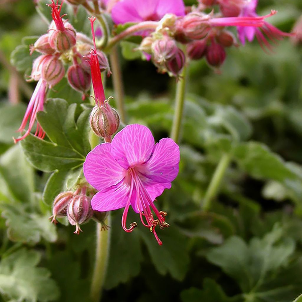 Geranio macrorrhizum Ingwersen's Variety - Geranio bulgaro