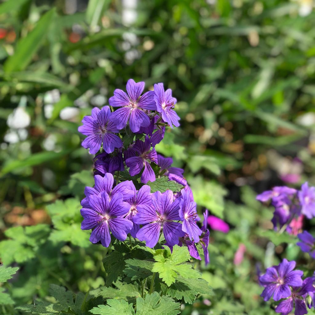 Geranio magnificum Rosemoor - Geranio vivaz