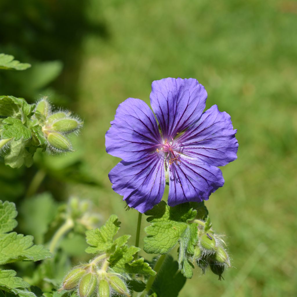 Geranio magnificum Rosemoor - Geranio vivaz