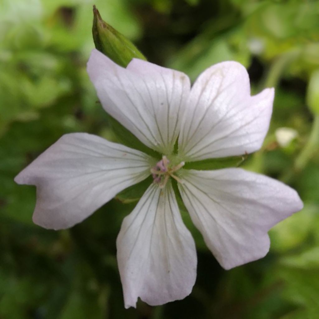 Géranium vivace oxonianum Ankum's White