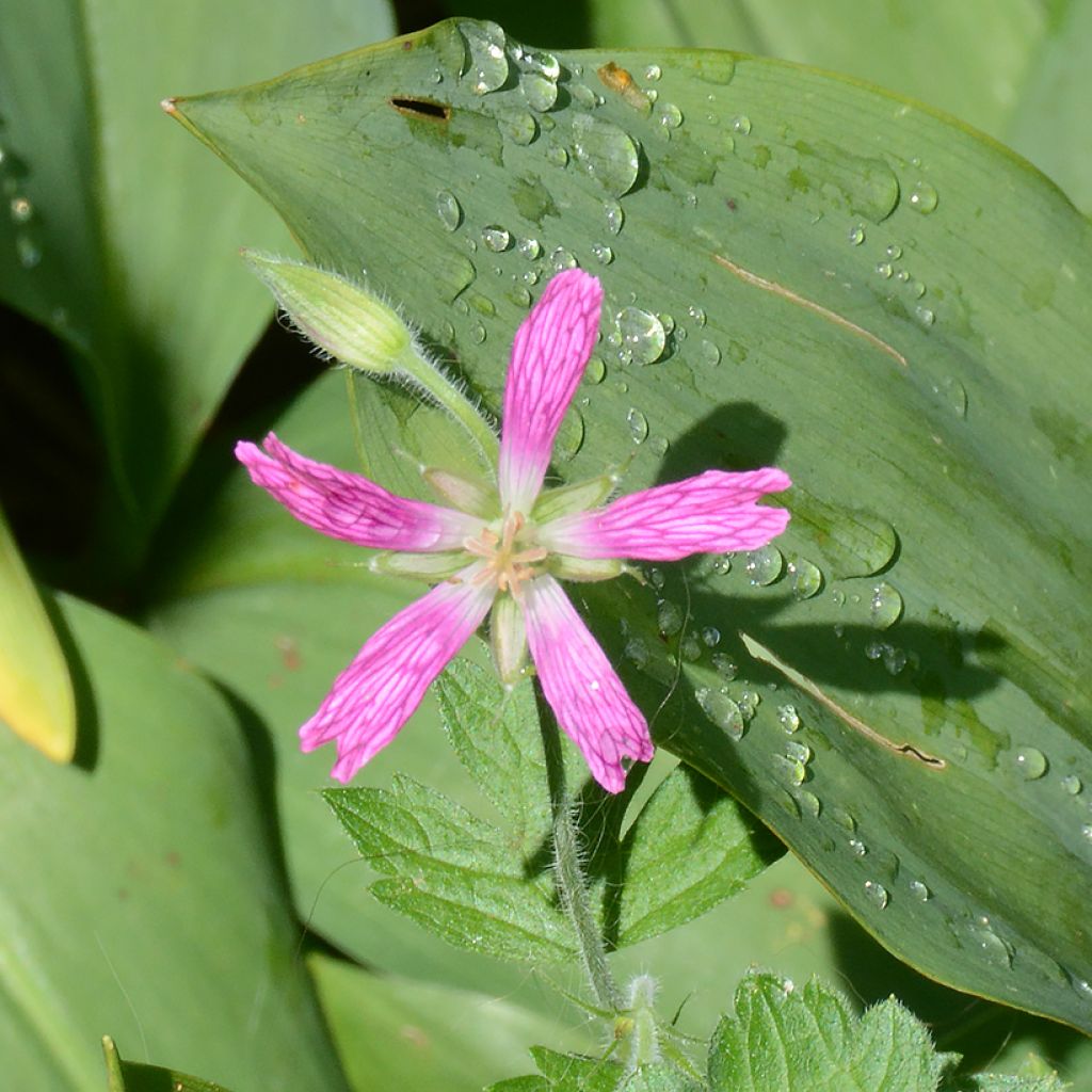 Geranium oxonianum David McClintock - Geranio vivaz