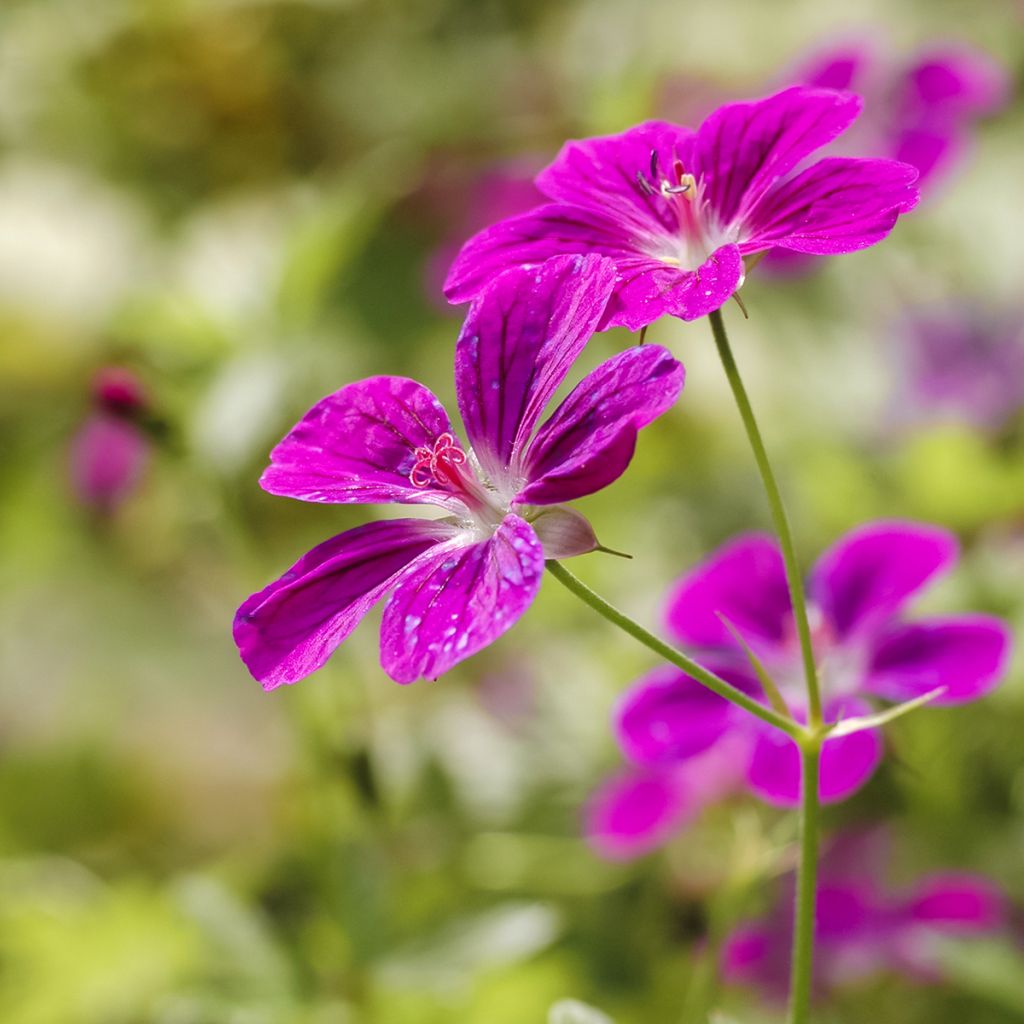 Geranium palustre - Geranio palustre