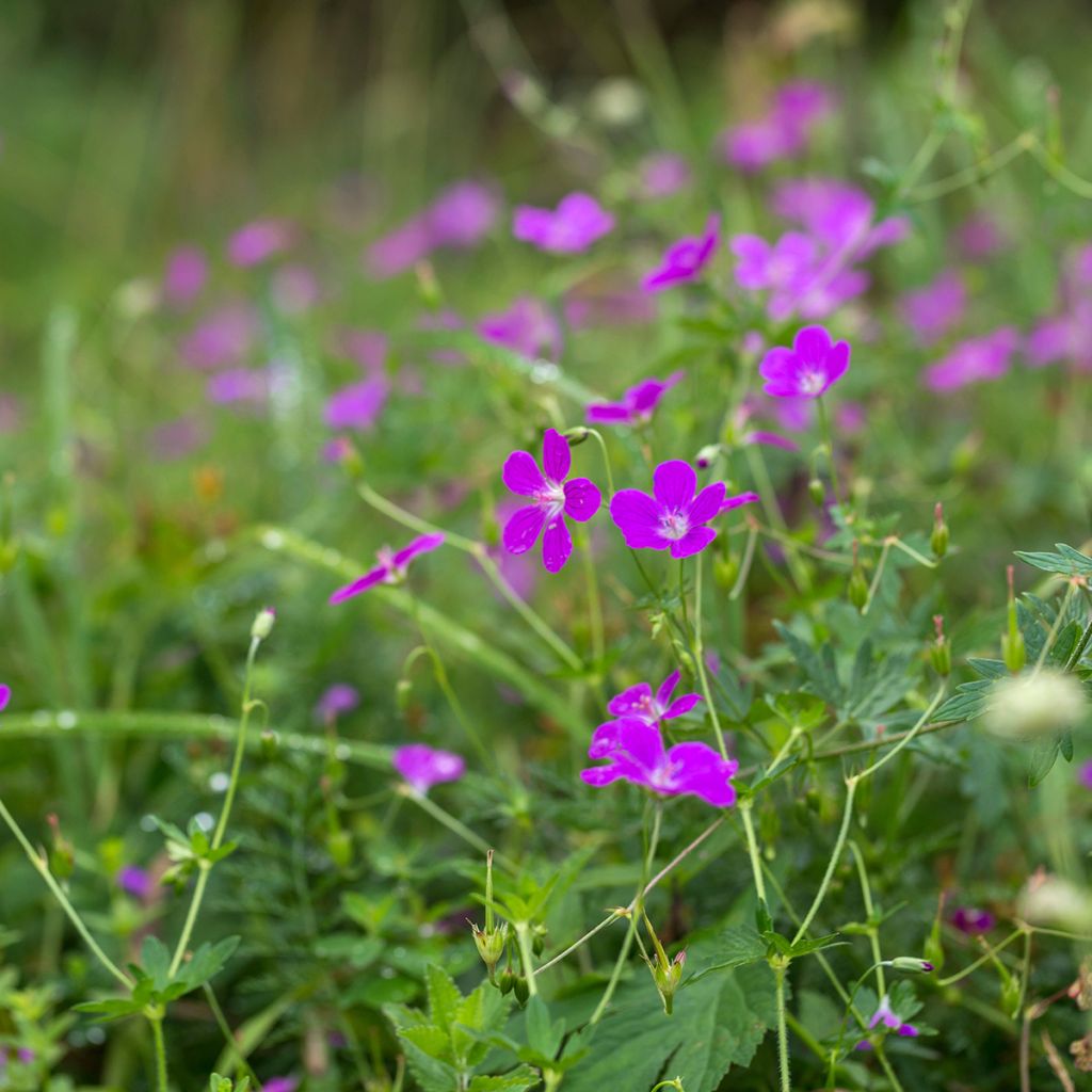 Geranium palustre - Geranio palustre