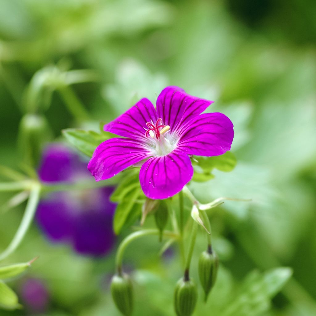 Geranium palustre - Geranio palustre