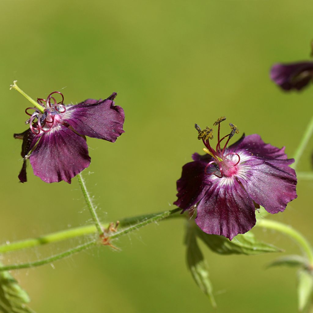 Geranio phaeum Mourning Widow - Geranio vivaz