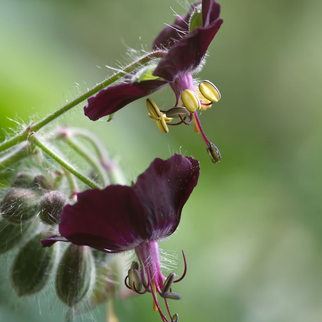 Geranio phaeum Mourning Widow - Geranio vivaz