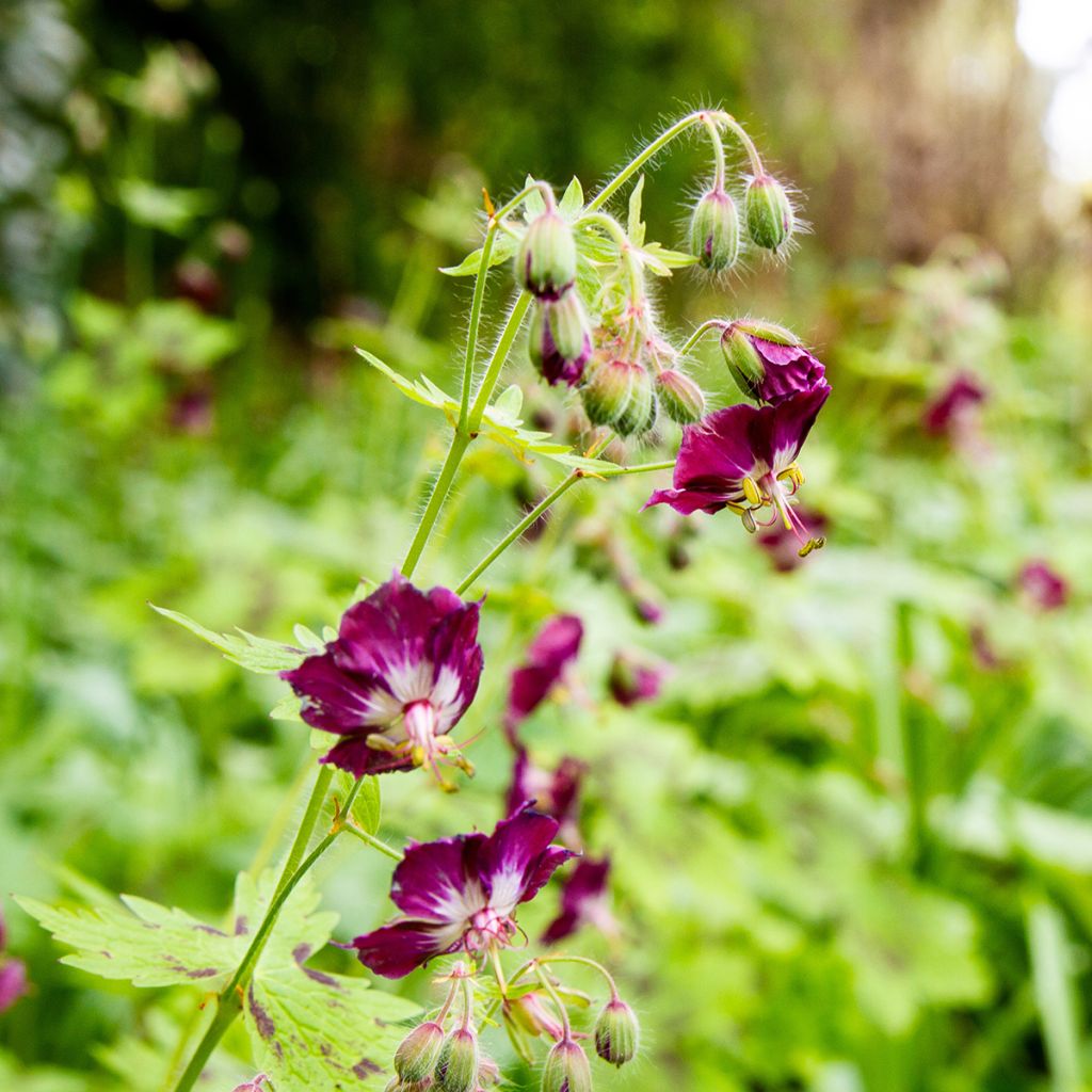 Geranio phaeum Mourning Widow - Geranio vivaz