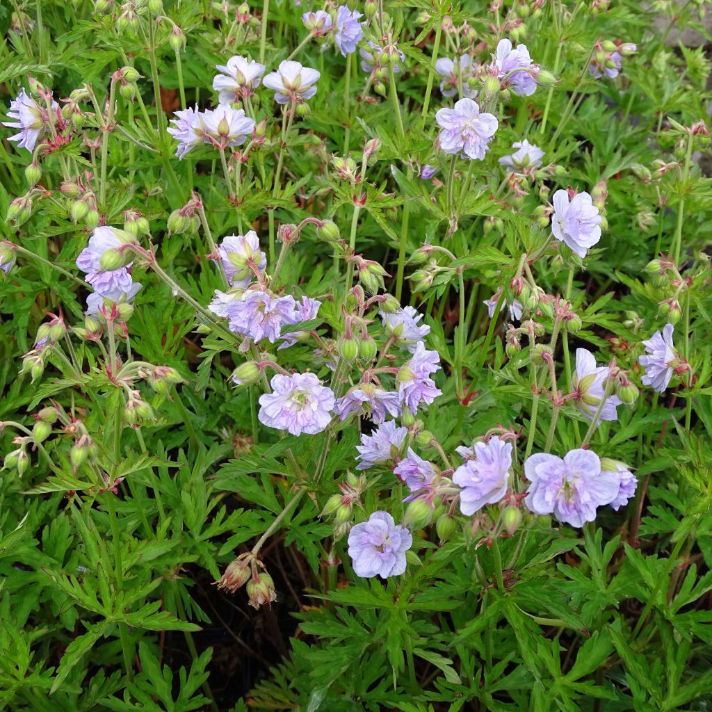 Géranium vivace pratense Cloud Nine - Géranium des près.