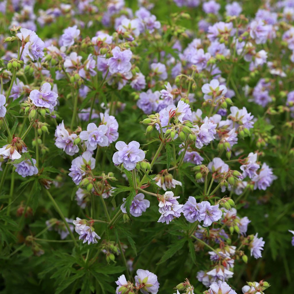 Geranio de prado Cloud Nine - Geranium pratense