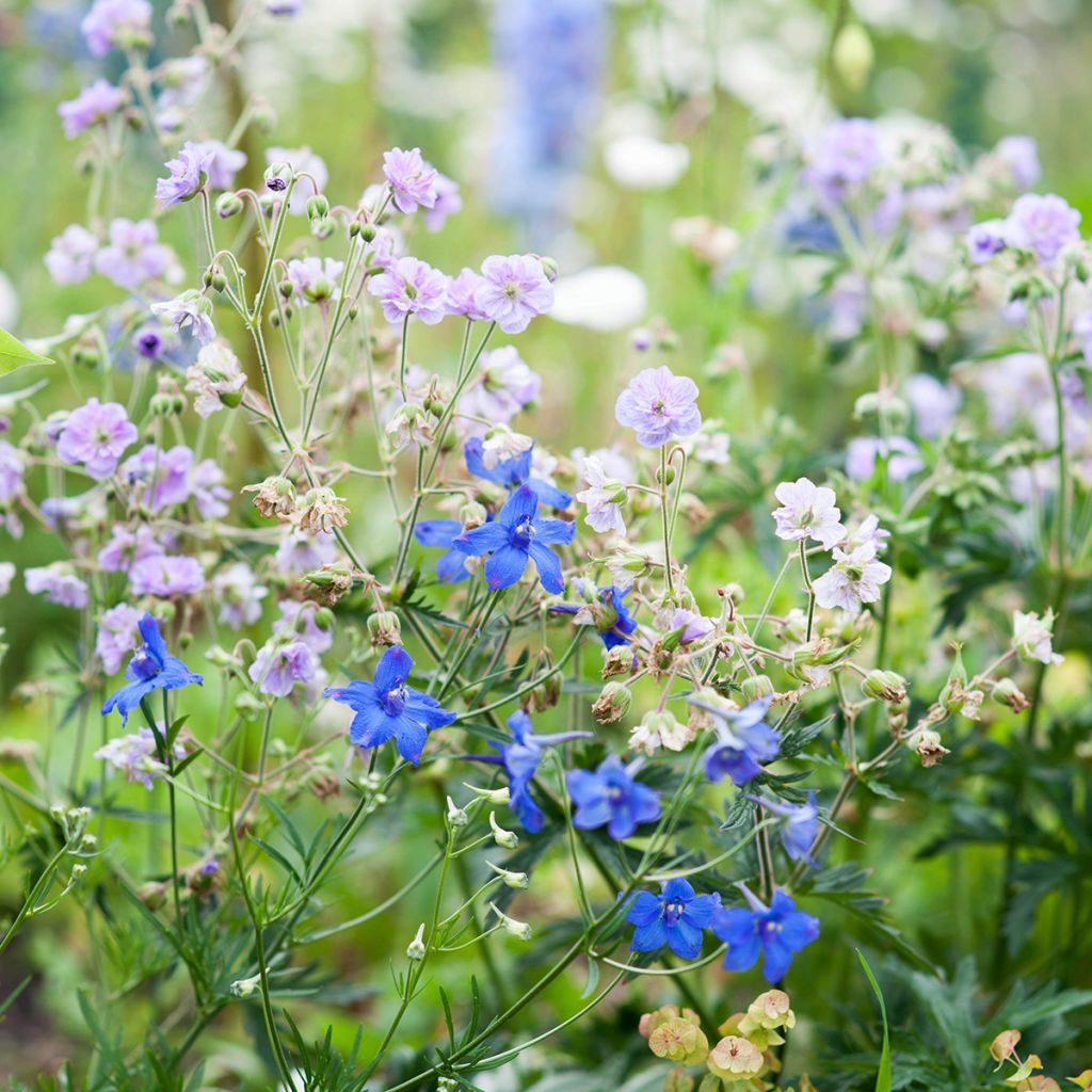 Geranio de prado Cloud Nine - Geranium pratense