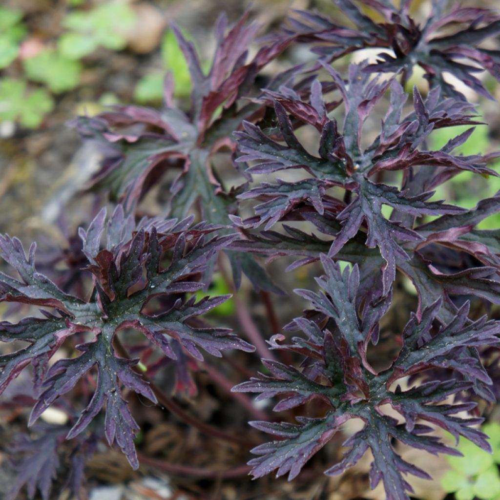 Géranium vivace pratense Dark Reiter