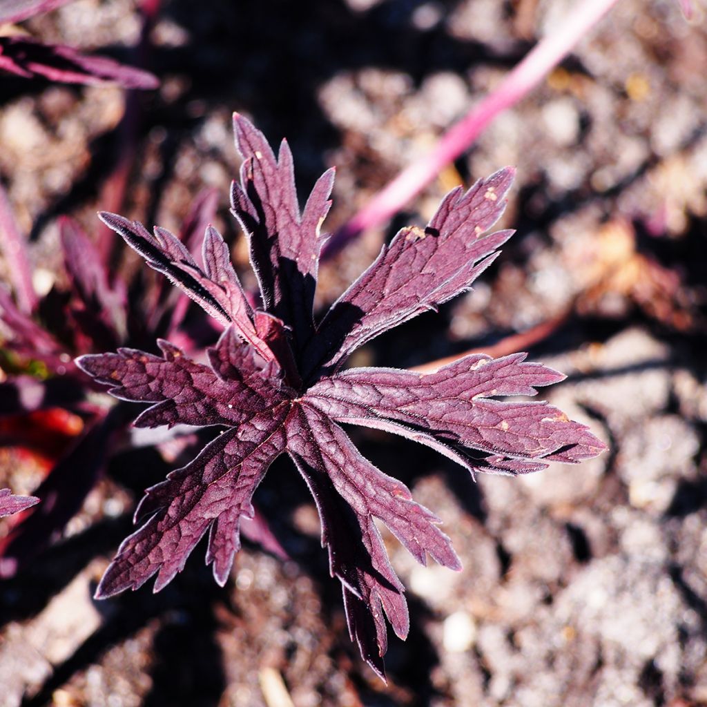 Geranio de prado Dark Reiter - Geranium pratense