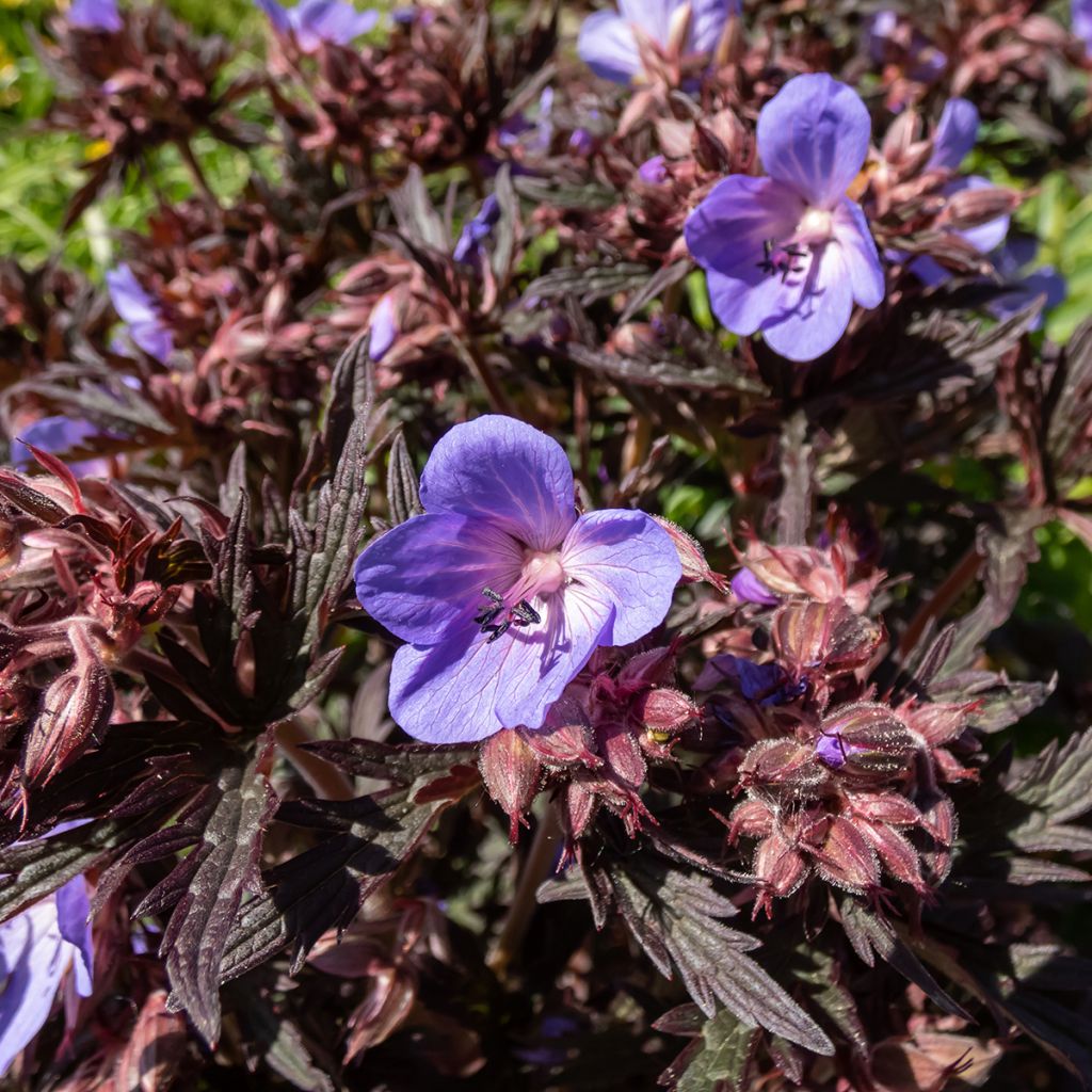 Geranio de prado Midnight Reiter - Geranium pratense