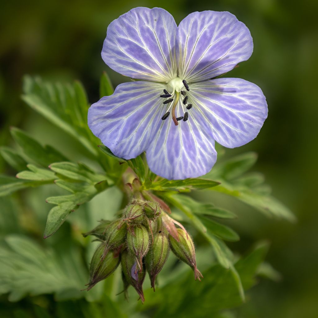 Geranio de prado Mrs Kendall Clark - Geranium pratense