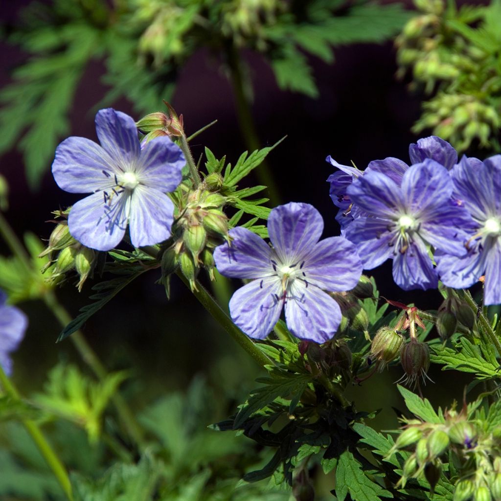 Geranio de prado Mrs Kendall Clark - Geranium pratense