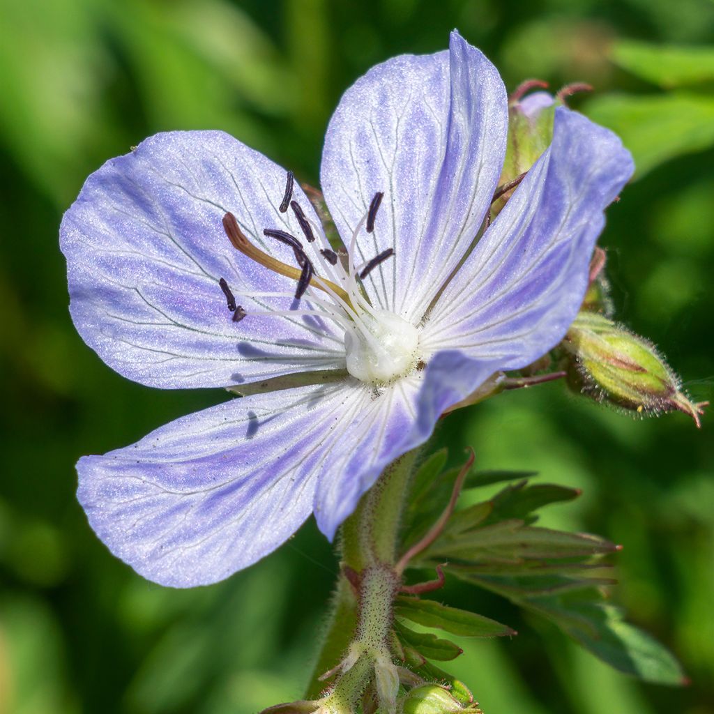 Geranio de prado Mrs Kendall Clark - Geranium pratense