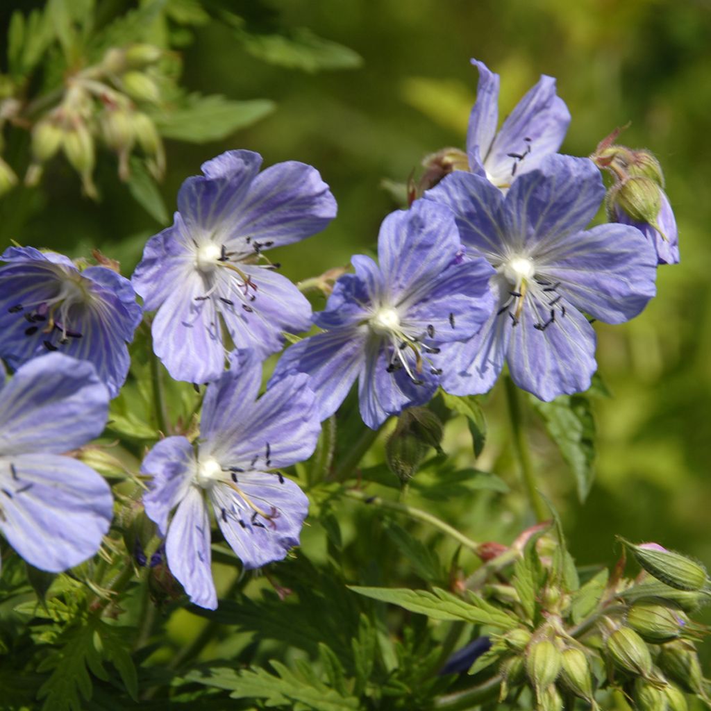 Geranio de prado Mrs Kendall Clark - Geranium pratense