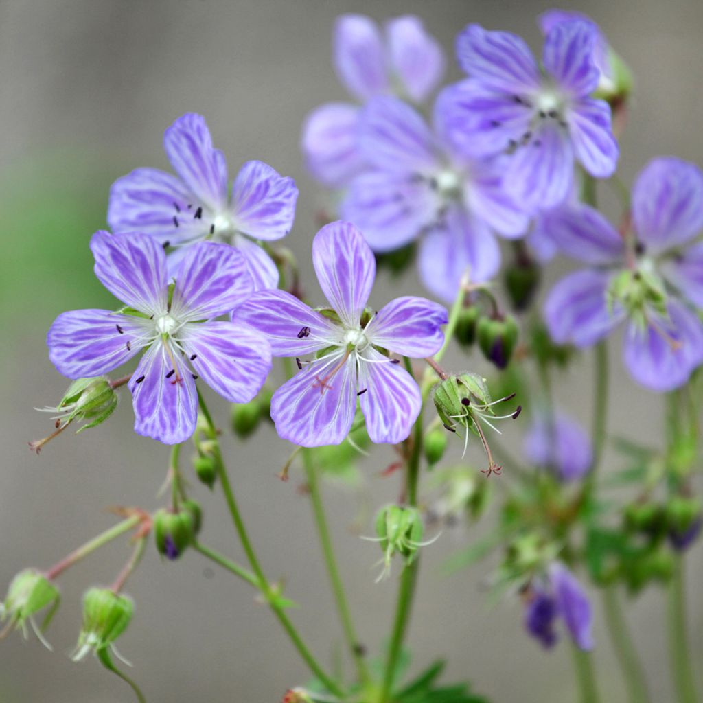 Geranio de prado Mrs Kendall Clark - Geranium pratense