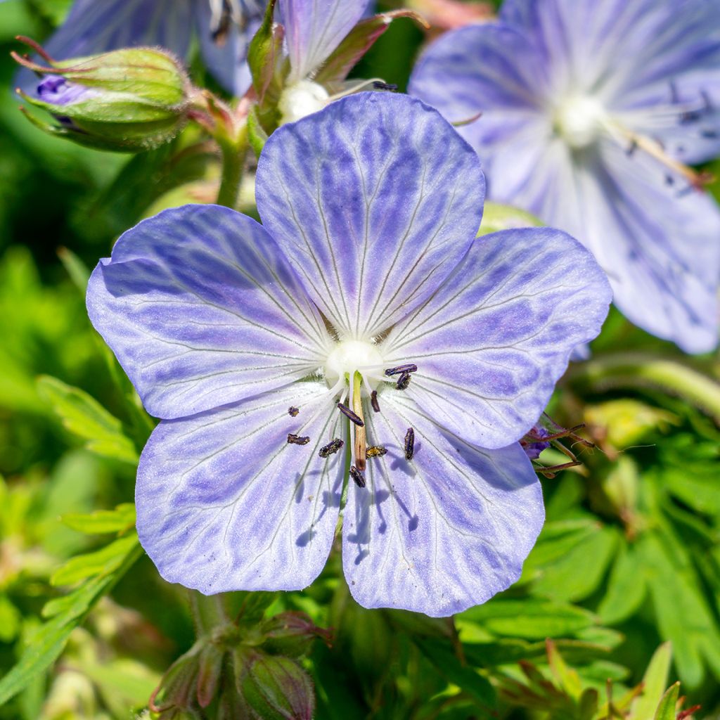 Geranio de prado Mrs Kendall Clark - Geranium pratense