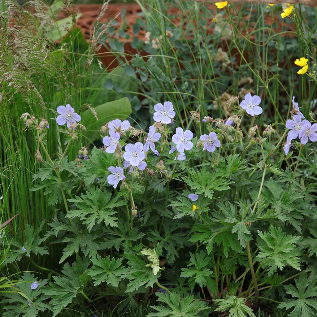 Geranio de prado Mrs Kendall Clark - Geranium pratense