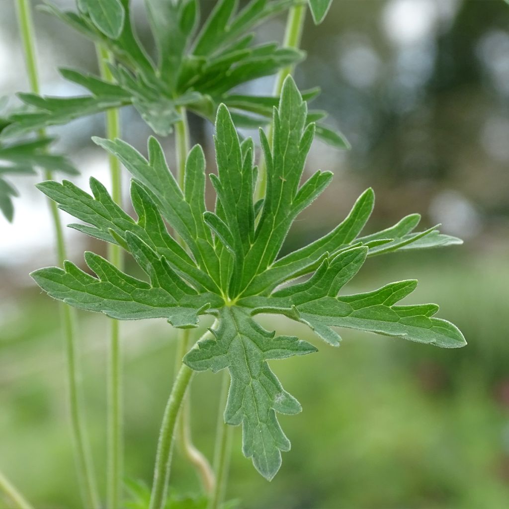 Geranio de prado Plenum Album - Geranium pratense