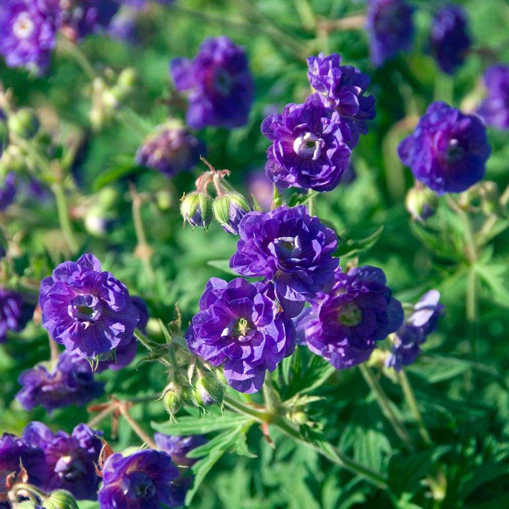 Geranio de prado Plenum Violaceum - Geranium pratense