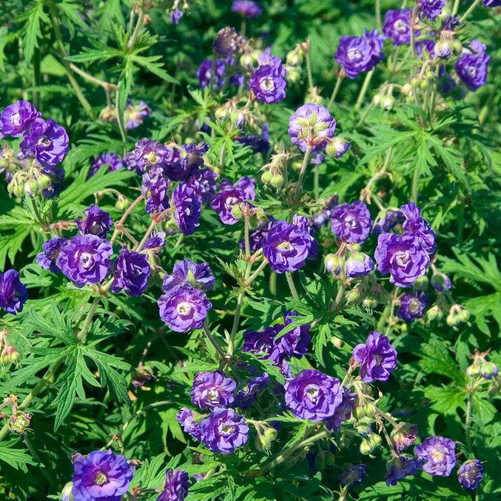 Geranio de prado Plenum Violaceum - Geranium pratense