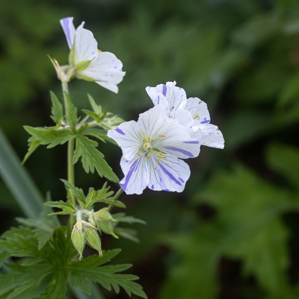 Geranio de prado Splish Splash - Geranium pratense