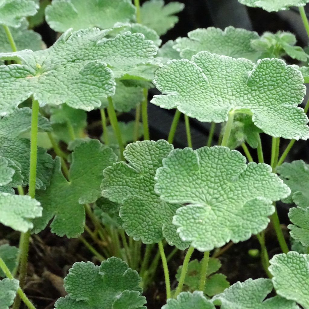 Géranium vivace renardii