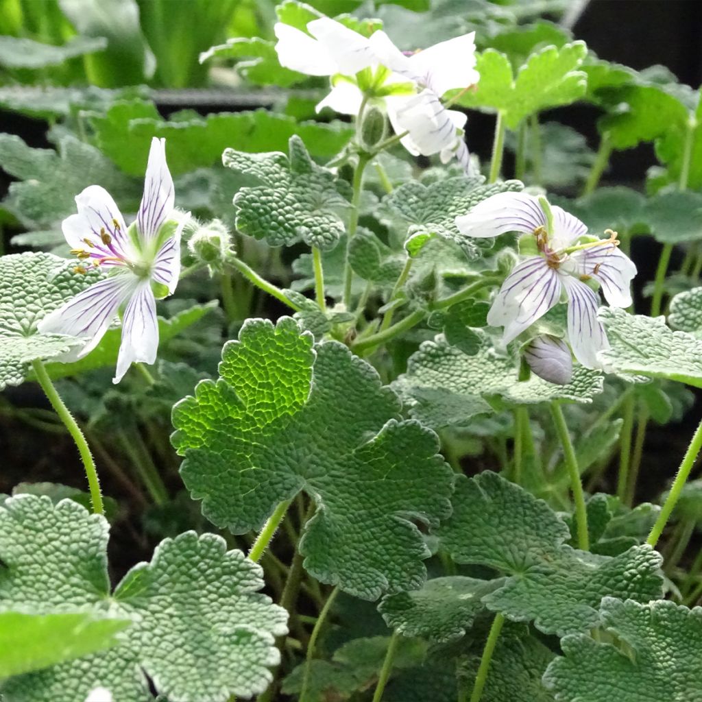 Géranium vivace renardii