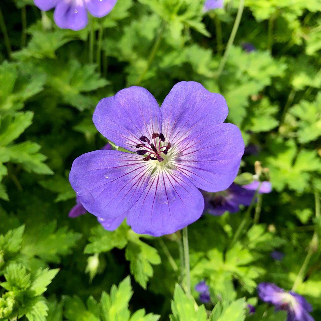 Géranium vivace Rozanne