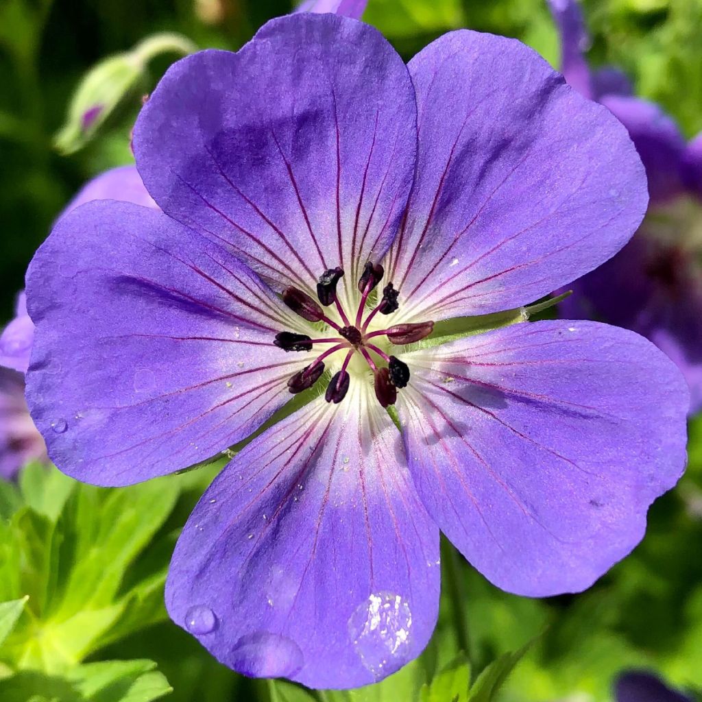 Géranium vivace Rozanne