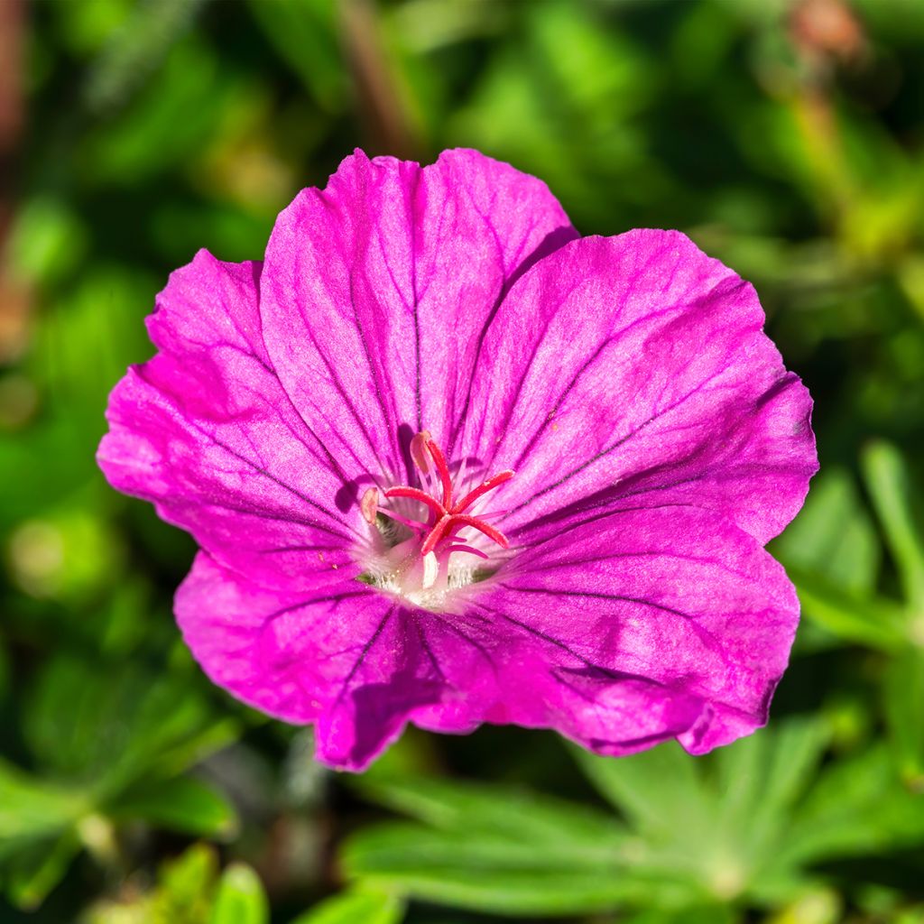 Geranio de sangre Ankum's Pride - Geranium sanguineum