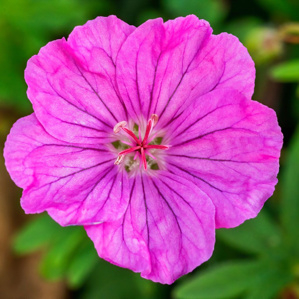 Geranio de sangre Ankum's Pride - Geranium sanguineum