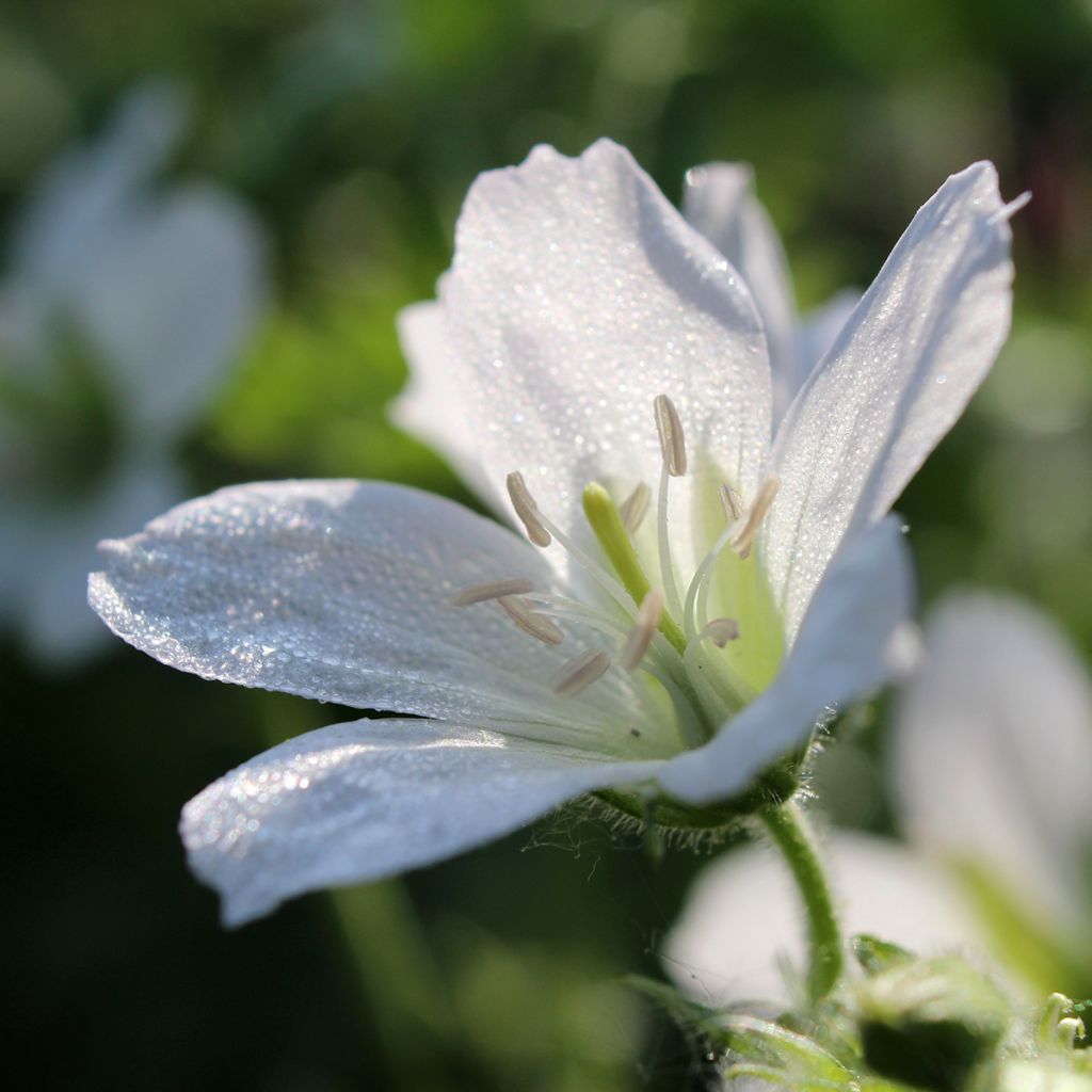 Geranio de sangre Album - Geranium sanguineum