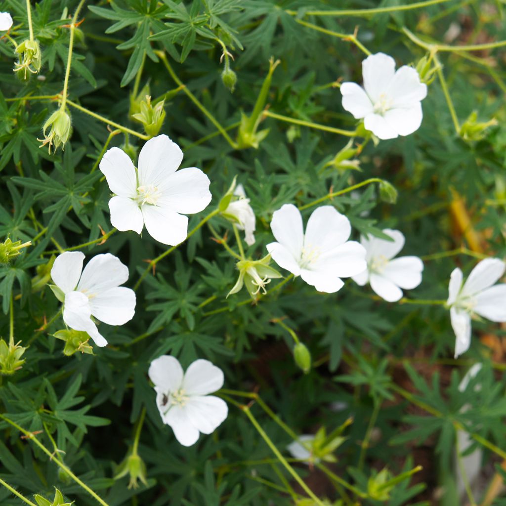 Geranio de sangre Album - Geranium sanguineum