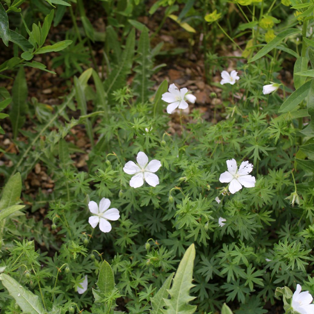 Geranio de sangre Album - Geranium sanguineum