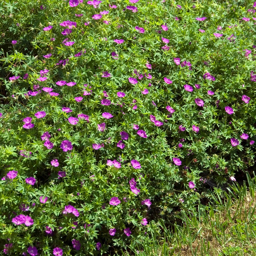 Geranio de sangre Compactum - Geranium sanguineum