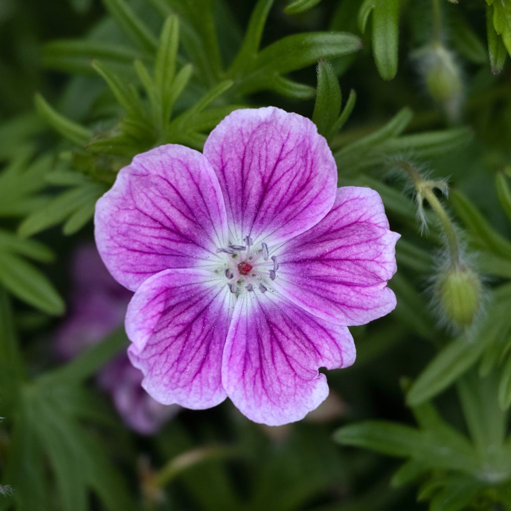 Geranio de sangre Elke - Geranium sanguineum